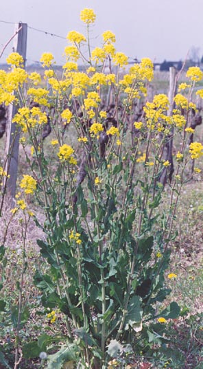 Brassica napus
